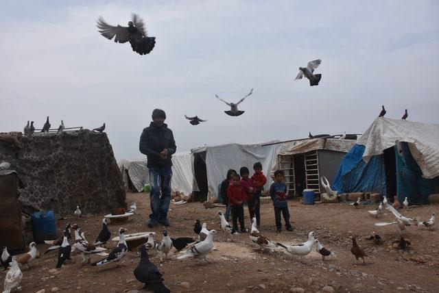 Suriye'de hobileri olan güvercinler, Türkiye'de ekmek kapıları oldu