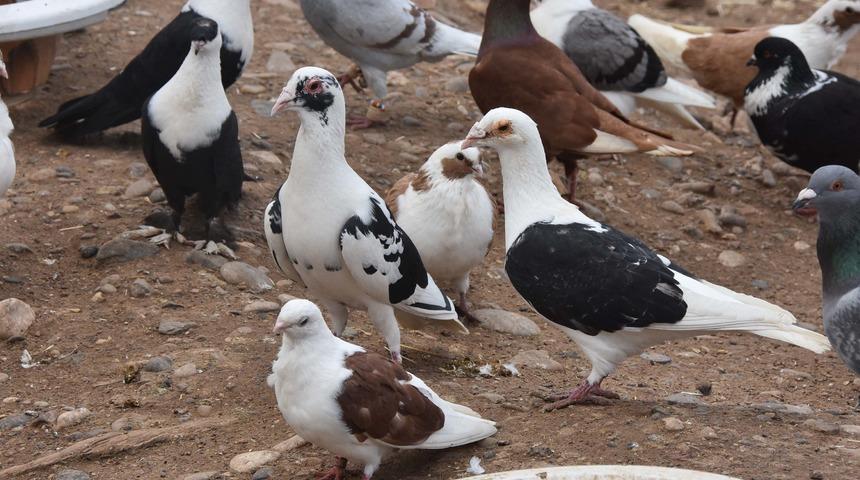 Suriye'de hobileri olan g&uuml;vercinler, T&uuml;rkiye'de ekmek kapıları oldu