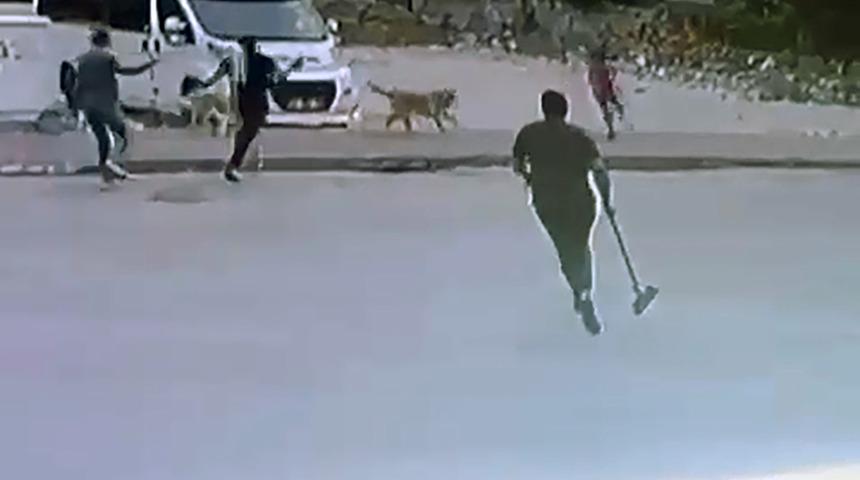 Yer: Adana! Sokak köpekleri bir anda saldırdı! Çocuğun yardımına esnaf yetişti 