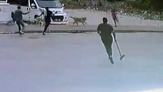 Yer: Adana! Sokak köpekleri bir anda saldırdı! Çocuğun yardımına esnaf yetişti 