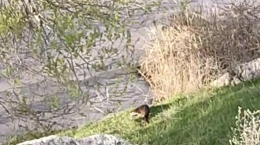 Aşkale'de su samuru görüntülendi