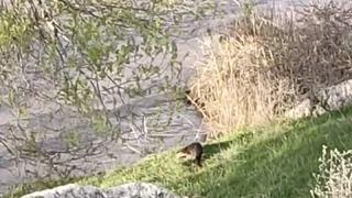 Aşkale'de su samuru görüntülendi