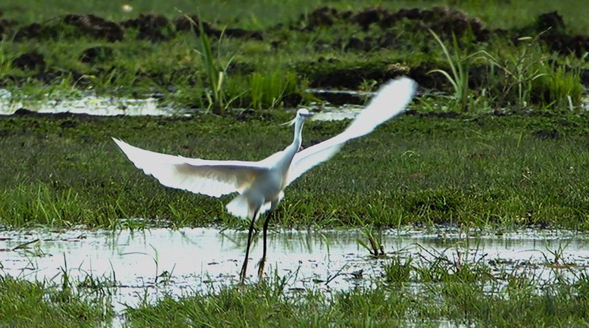 İron Sazlığına kuş akını