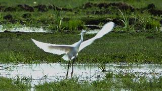 İron Sazlığına kuş akını