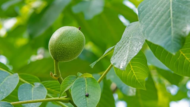 Ceviz yaprağı suyunun faydaları nelerdir? Ceviz yaprağı suyu ayak kokusuna, egzamaya ve sivilceye iyi gelir mi?