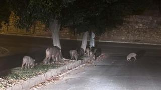 Muğla'da yaban domuzları için karar