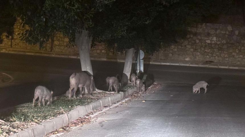 Muğla'da yaban domuzları için karar