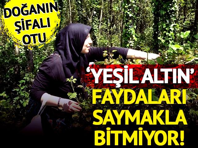 Doğanın şifalı otu: Sezonu başladı, faydaları saymakla bitmiyor! Halk ona 'yeşil altın' diyor