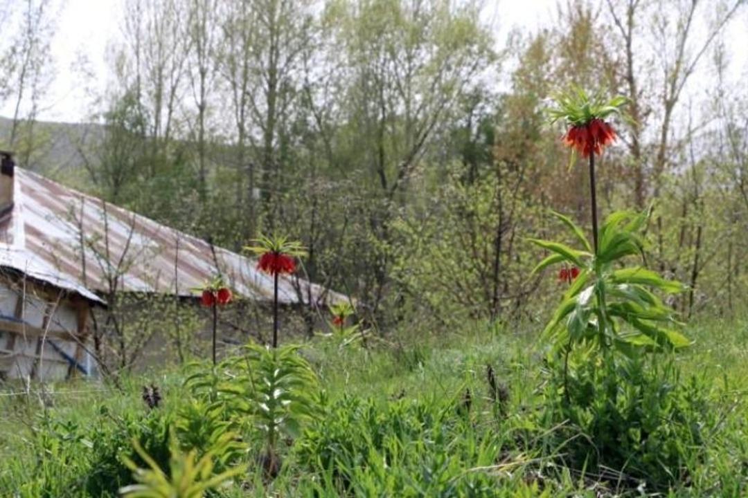 Jandarma başında nöbet tutuyor! Yılda birkaç kez açıyor, koparmanın cezası ise 557 bin 212 TL... 2