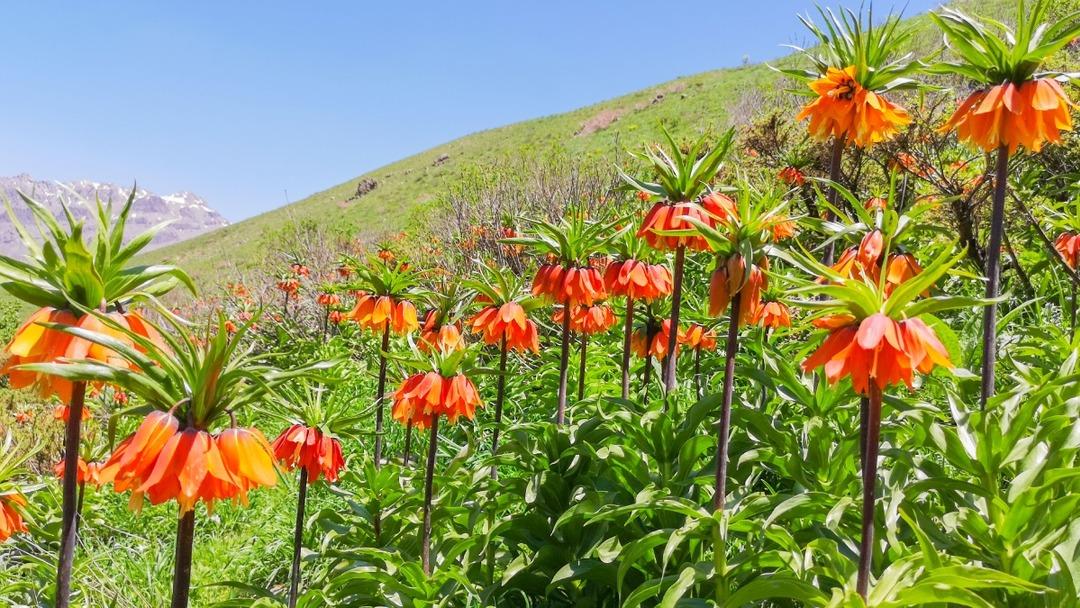 Jandarma başında nöbet tutuyor! Yılda birkaç kez açıyor, koparmanın cezası ise 557 bin 212 TL... 3