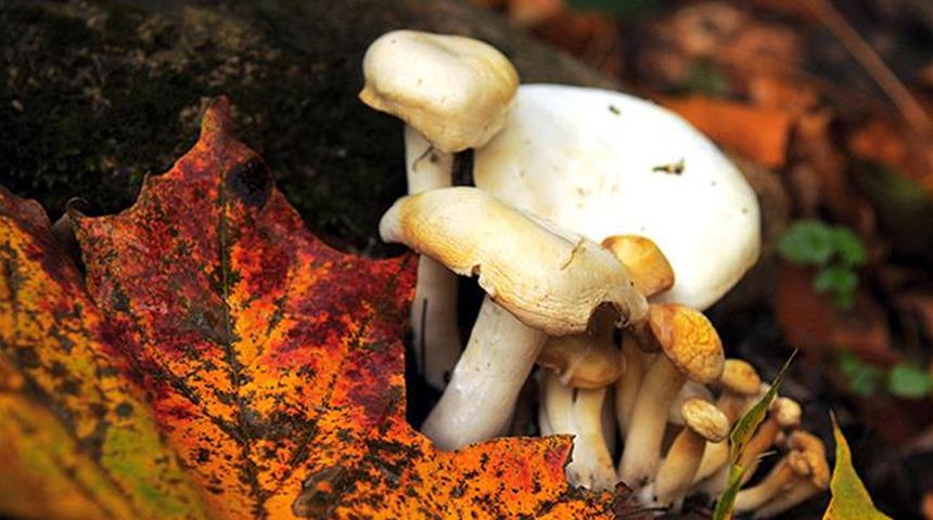 Mantar zehirlenmelerine dikkat! Kokusuna ve rengine aldanmayın: "Ulusal Zehir Danışma Merkezi'ni arayın"