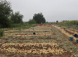 'Tek sorunumuz fiyatların düşük olması' Markette 3 katına satılıyor