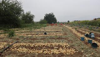 'Tek sorunumuz fiyatların düşük olması' Markette 3 katına satılıyor