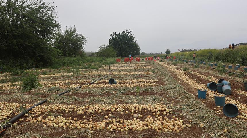 'Tek sorunumuz fiyatların düşük olması' Markette 3 katına satılıyor