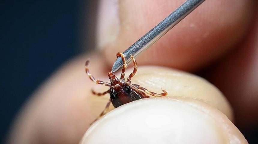 Kene ısırığına dikkat! Kırım kongo kanamalı ateşin belirtileri nedir? Keneden nasıl korunabiliriz? Uzmanlardan uyarılar...