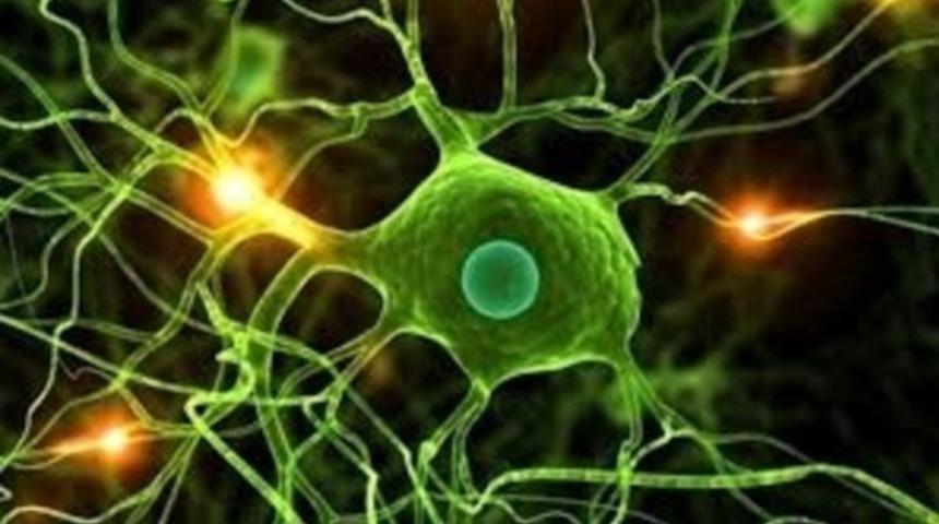 Omurilik felcinde kök hücre umudu!