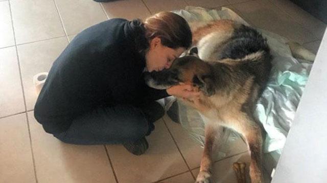 Ölen köpeği Maya için helva kavurdu