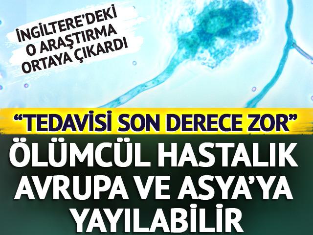 İngiltere'de korkutan araştırma! Ölümcül mantar hastalığı, küresel ısınmayla Avrupa ve Asya'ya doğru yayılabilir