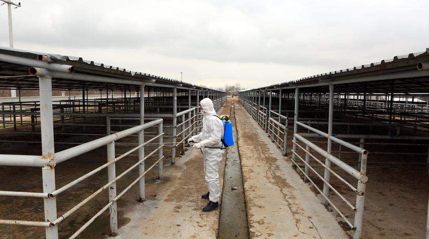 Bolu'da şap hastalığı &ouml;nlemi