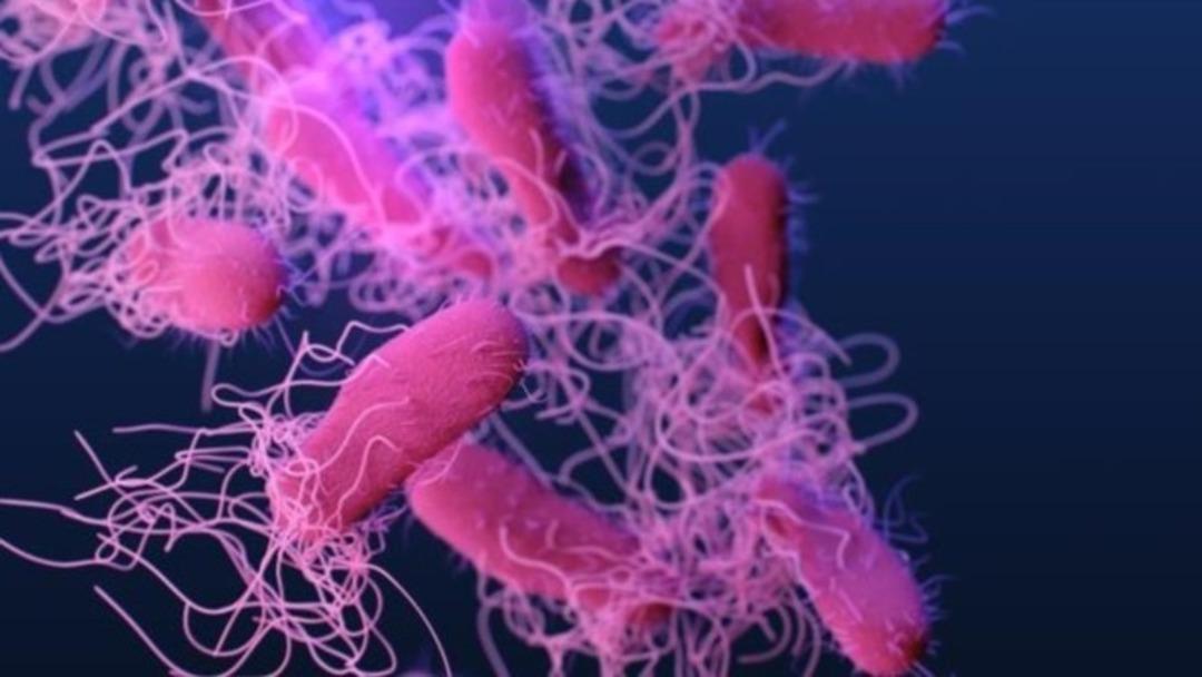 salmonella_1