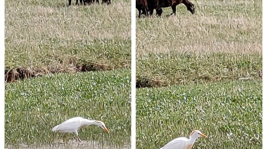Nadir görülen sığır balıkçılı Diyadin’de