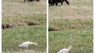Nadir görülen sığır balıkçılı Diyadin’de