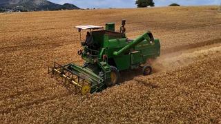 Adana’da buğday hasadı başladı: Zirai don verimi düşürdü