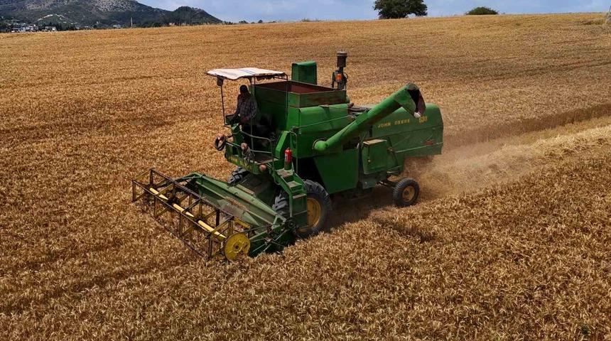 Adana’da buğday hasadı başladı: Zirai don verimi düşürdü