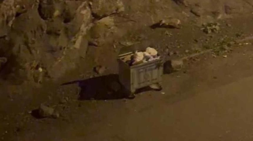 Kurt sürüsü ilçe merkezine indi