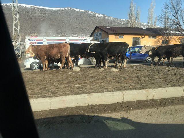 Kars'ın üç ilçesinde hayvan pazarları 35 gün süreyle kapatıldı