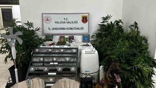 Yalova’da evinde uyuşturucu yetiştiren şüpheli tutuklandı