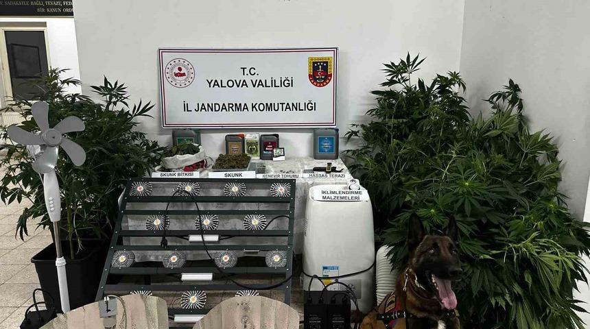 Yalova’da evinde uyuşturucu yetiştiren şüpheli tutuklandı