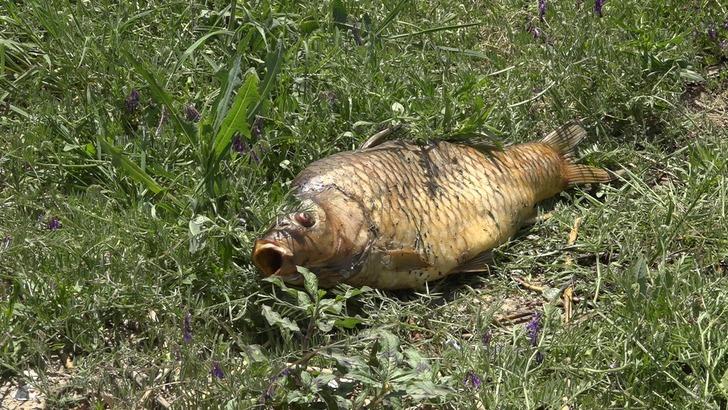 Kırklareli’nde balık ölümlerine ilişkin inceleme başlatıldı G1