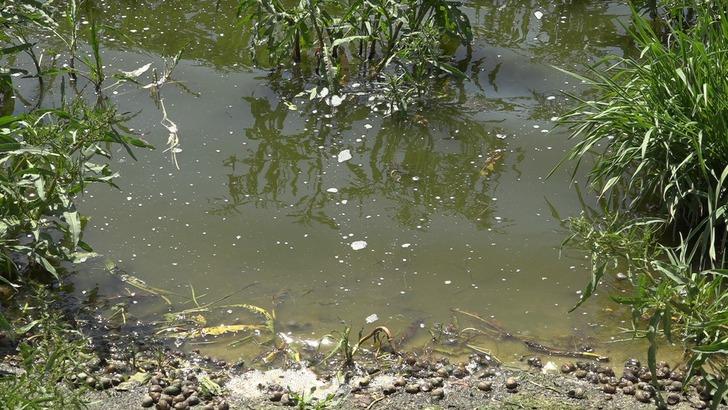 Kırklareli’nde balık ölümlerine ilişkin inceleme başlatıldı G2