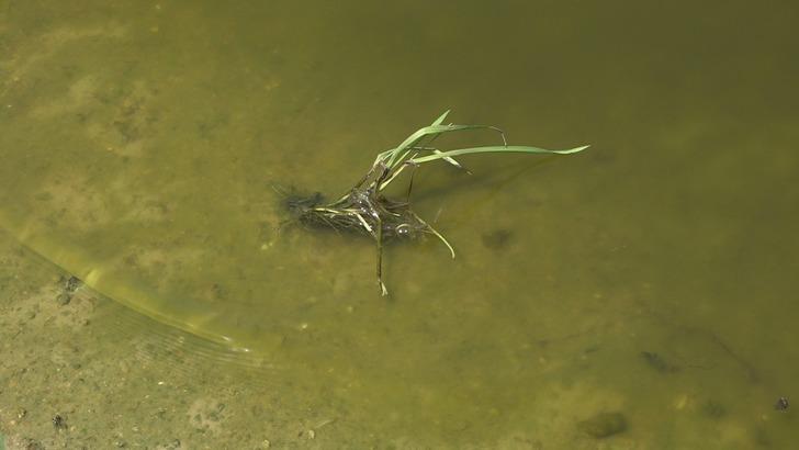 Kırklareli’nde balık ölümlerine ilişkin inceleme başlatıldı G3