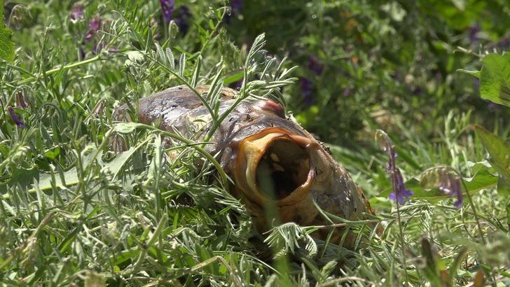 Kırklareli’nde balık ölümlerine ilişkin inceleme başlatıldı G4