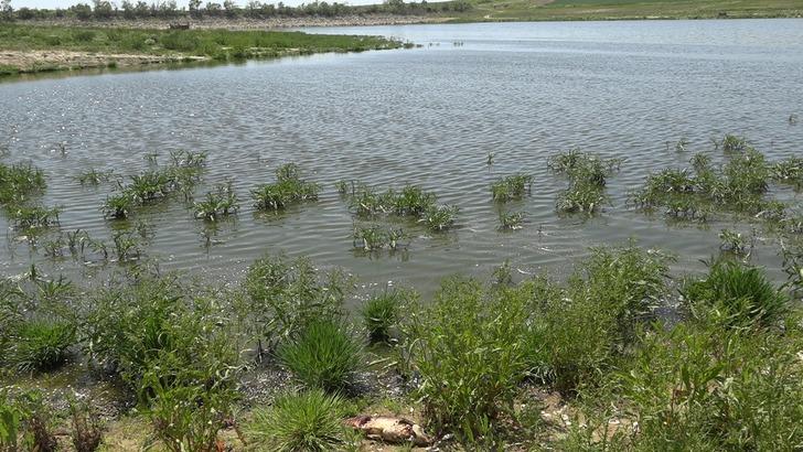 Kırklareli’nde balık ölümlerine ilişkin inceleme başlatıldı G5