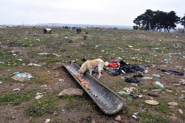 Edirne'de kayıp 500 köpek aranıyor 
