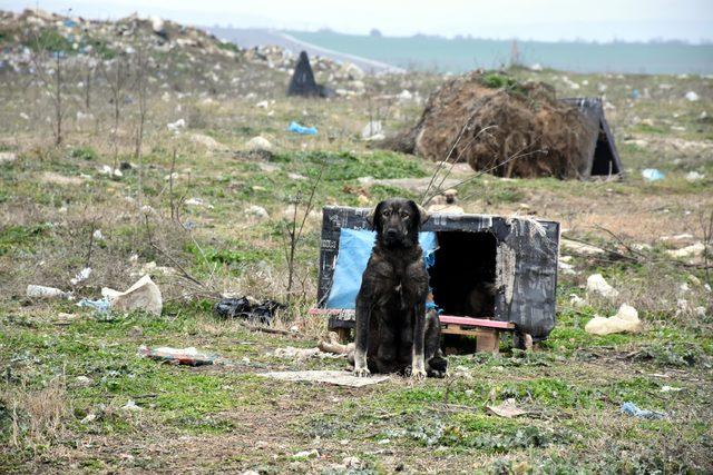 Edirne'de kayıp 500 köpek aranıyor 