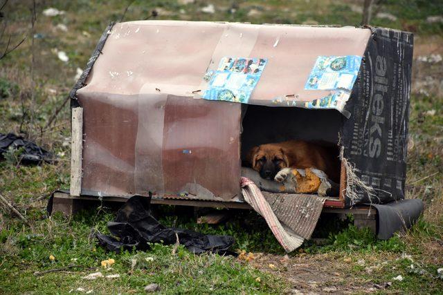 Edirne'de kayıp 500 köpek aranıyor 