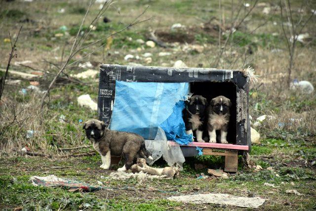 Edirne'de kayıp 500 köpek aranıyor 