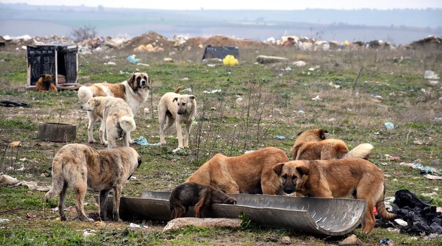 Edirne'de kayıp 500 k&ouml;pek aranıyor&nbsp;