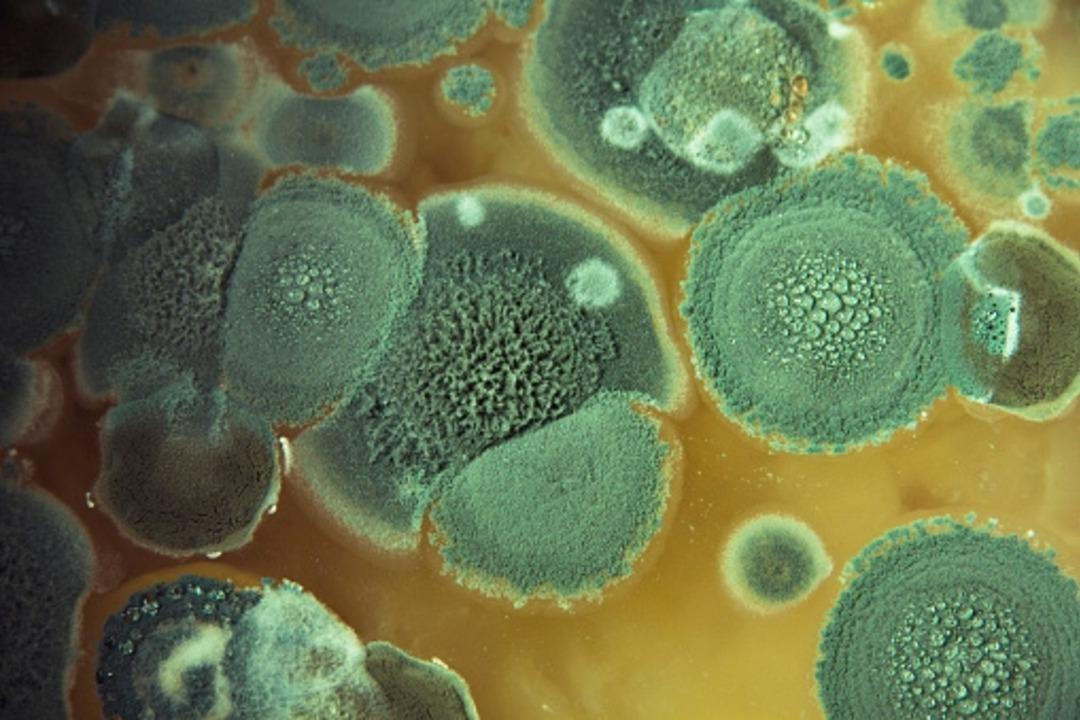 aspergillus-fumigatus (1)