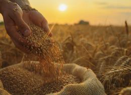 Bu yılki buğday rekoltesinde hedef belli oldu!