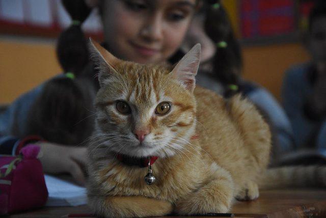 Tombi'yi sınıfa döndüren müdür, müdürlüğün bahçesinde de kedi besliyor