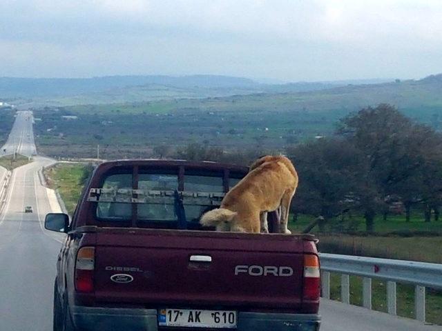 Köpeğin kamyonet kasasında yolculuğu