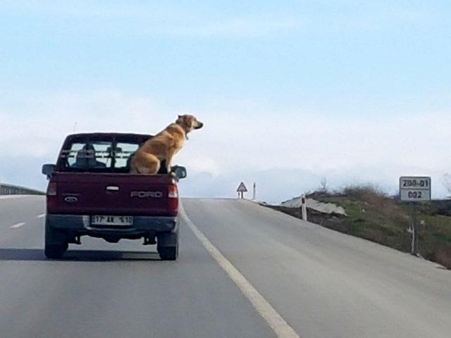 Köpeğin kamyonet kasasında yolculuğu