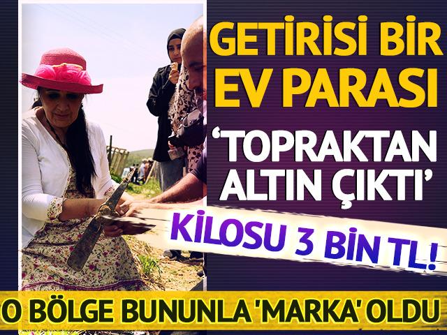 'Topraktan altın çıktı' Getirisi bir ev parası