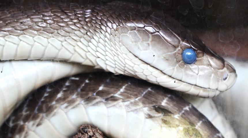 Dünyanın en zehirli yılanı hangisi? İşte tehlikeli 10 tür