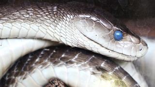 Dünyanın en zehirli yılanı hangisi? İşte tehlikeli 10 tür